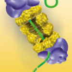 Come le nostre cellule rimuovono e riciclano i propri rifiuti cellule,lisosoma,proteosoma