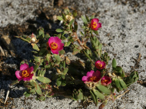 portulaca