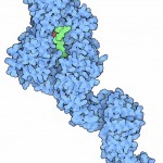 141-OGlcNAcTransferase_3pe4_1w3b