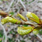 5731774918_e85be3f26b_m (1)