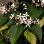 700_dettaglio2_Chang-Shan