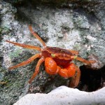 Granchio-Crab_in_Guatemala-Small