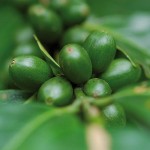 caffè verde