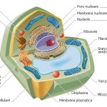 cellula-lievito100