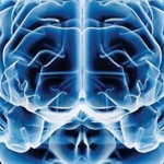 cervello3