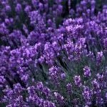 la-lavanda-lavandula-officinalis-miller_436