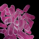 lactobatteri