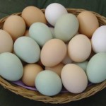 uovo-di-gallina-calorie