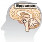Ippocampo