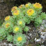 Rhodiola-rosea-roseroot