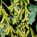 isoybea001p4