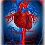 cuore3