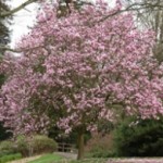 magnolia_soulangeana-300x195