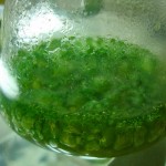 Coltura-di-cianobatteri_alghe