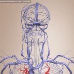 Univadis-Thorax-Veins3