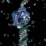 rna