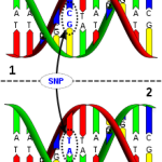 220px-Dna-SNP.svg