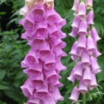 250px-Digitalis_Purpurea
