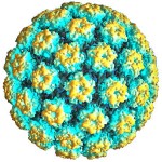 HPV-papilloma