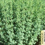 origanum_vulgaris