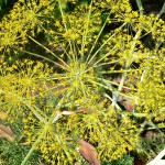 4407187786_ac6fa73ac5