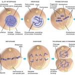 mitosis_phases