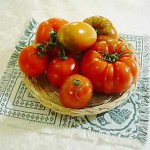 pomodori