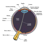 350px-Schematic_diagram_of_the_human_eye_it.svg