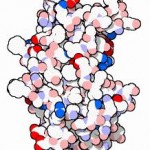 Ormone della crescita