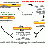 cellule_satellite
