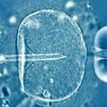 fecondazione_assistita