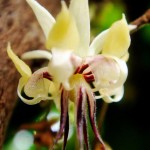 la-pianta-del-cioccolato-L-oSkyj8