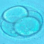 scoperta-cellule-e-dbc1_02082012