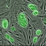 300px-Mouse_embryonic_stem_cells