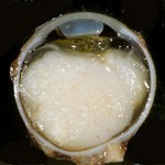 7-2l