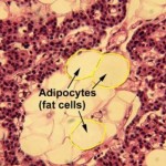 adipociti