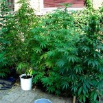 marijuana