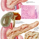 pancreas (1)