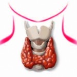 tiroide (1)