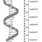 220px-Codice_genetico_codoni_RNA