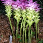 Curcuma_elata_Flowers_AD