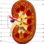 Kidney_PioM