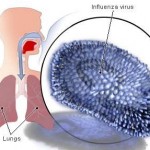 influenza-virus
