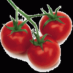 pomodori (1)