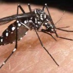 zanzara_chikungunya