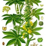 220px-Ricinus_communis_-_Köhler–s_Medizinal-Pflanzen-257