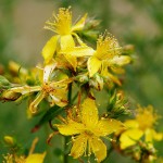 800px-Saint_johns_wart_flowers