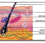 capelli