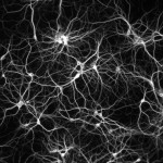neuroni