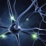 active nerve cell in human neural system